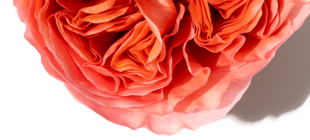 Bugarski Rose Note