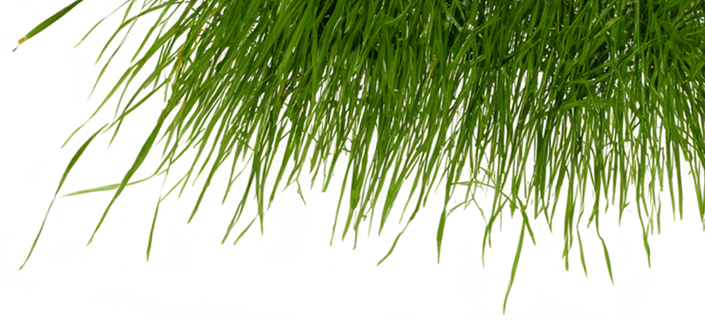 Vetiver Napomena